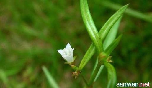 白花蛇草的功效与作用 白花蛇草的作用与栽培技术