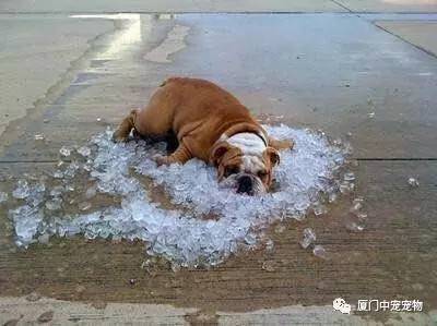 怎么给狗狗快速降温 怎么给狗狗降温