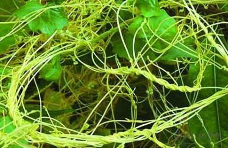 山药豆怎么种植 菟丝子的栽培技术