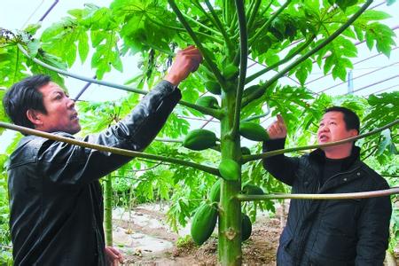 番木瓜大棚栽培技术 番木瓜的栽培技术和繁殖方法