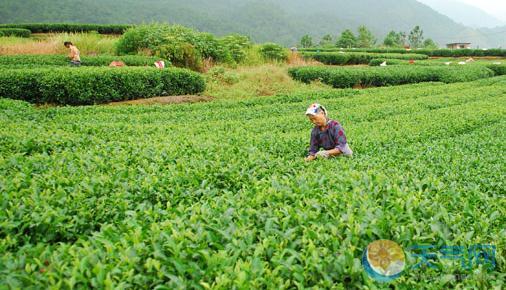 白露农事 白露蔬菜农事