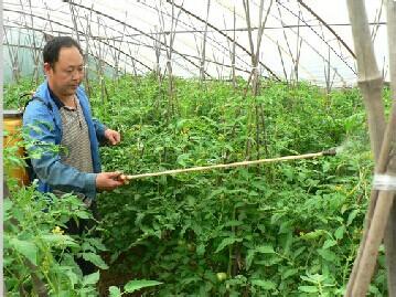 叶面追肥 怎样进行西红柿叶面追肥