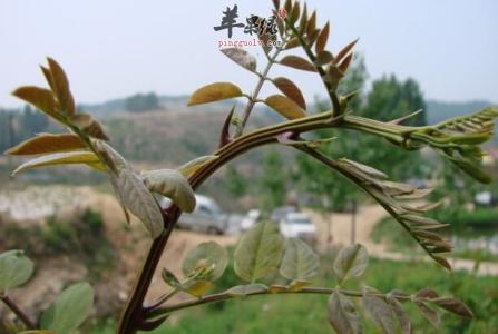 槐树花的营养 槐树芽营养与做法