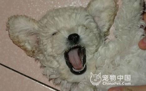 三招：培养幼犬诚实的性格