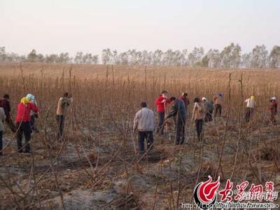 水产防寒越冬棚建设 秋栽幼树弱 越冬早防寒