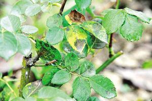 月季花病虫害防治 月季花叶部病害防治技术