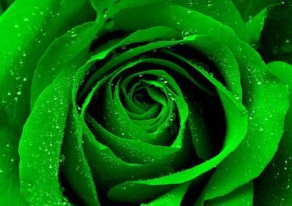 绿玫瑰 花语 绿玫瑰的花语是什么