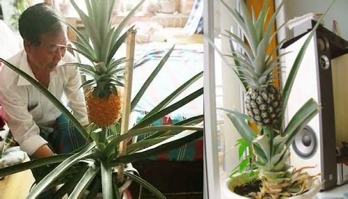 如何自己在家种菠萝 在家如何种植菠萝