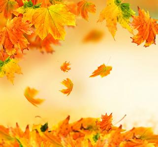 有关秋天的作文：我爱秋天的落叶