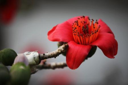 木棉花的花语 木棉花