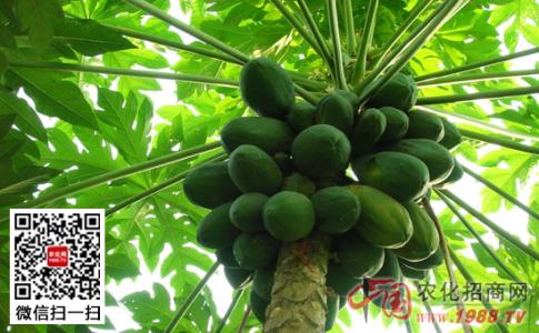 番木瓜的功效与作用 番木瓜的功效作用和膳食营养
