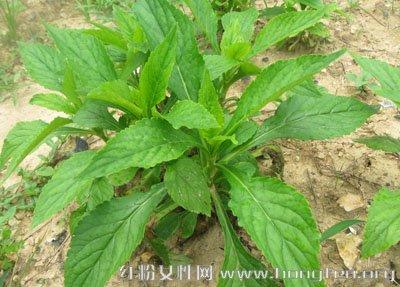 初春的野菜有哪些图片 初春吃8种野菜养生防病