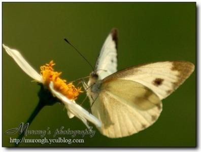 梦是蝴蝶的翅膀答案 梦是蝴蝶的翅膀