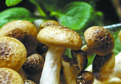 舒芙蕾烤怎么防止塌陷 冬种香菇防止幼蕾死亡的措施