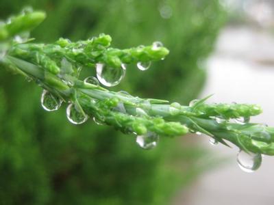 雨中乐嘟嘟 雨中乐说课稿