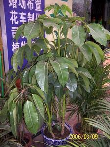 常见小型观叶植物 常见观叶植物栽培