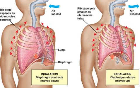 胸式呼吸和腹式呼吸 腹式呼吸和胸式呼吸有何区别