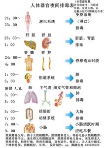 各器官排毒时间 春季掌握各器官排毒时间