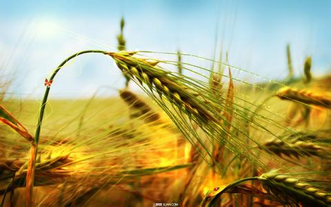 小麦病虫害防治技术 小麦冬季黄苗的防治