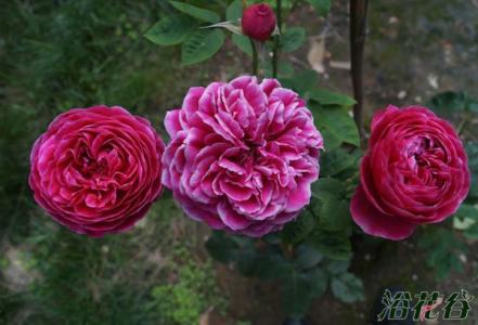 日本玛丽玫瑰月季养护 日本玛丽玫瑰的养护心得