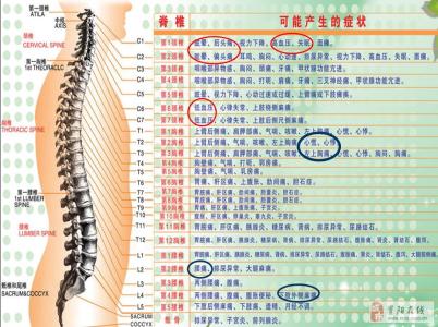 脊椎保健操 脊椎的保健养护知识