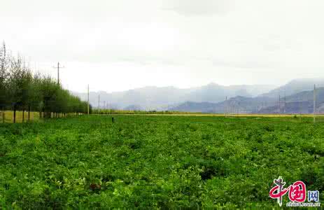 枣庄土豆产地在哪里 土豆的产地在哪里(2)