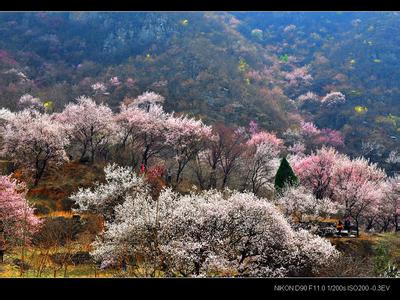 走进桃花源作文600字 走进“桃花源”