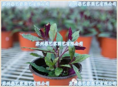 健康饮食：营养保健蔬菜紫背天葵