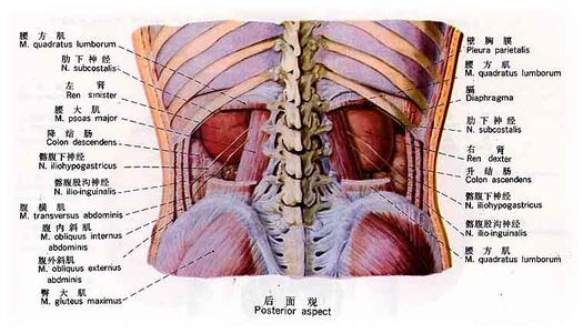 腹膜前间隙疝修补术 腹膜后疝症状_腹膜后疝预防