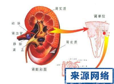 保护肾脏的方法 冬天护肾的方法