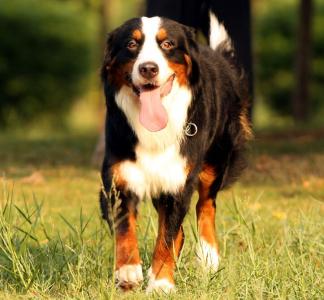 伯恩山犬掉毛程度 伯恩山犬怎么样