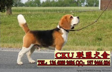 比格犬为什么很少人养 比格犬多少钱一只