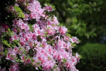 中国十大名花：繁花似锦