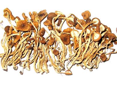 茶树菇的营养价值 茶树菇的主要价值