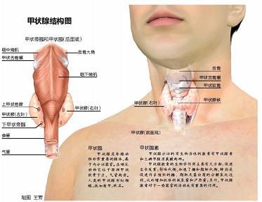 女性甲状腺结节原因 甲状腺结节的危害有哪些