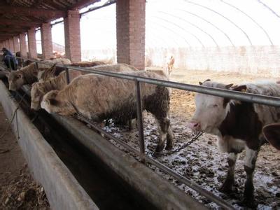肉牛养殖技术hlyzjd 山区肉牛养殖综合技术