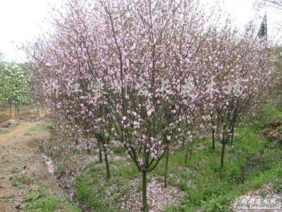 樱桃树的栽培技术 美人梅的栽培技术