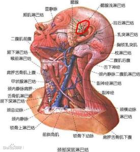 巴结的意思 “巴结”是什么意思