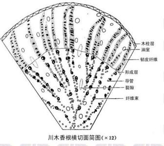 川木香的功效与作用 川木香的鉴别