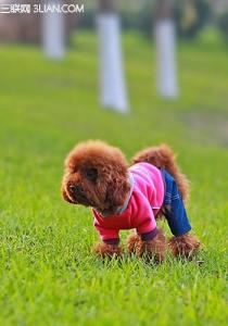 日常饮食注意事项 幼犬日常饮食注意基本事项