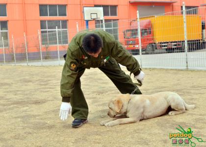 怎么训练狗狗大小便 影响狗狗训练的因素