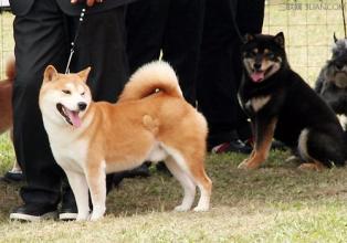 健康卫士：幼犬的喂食护理