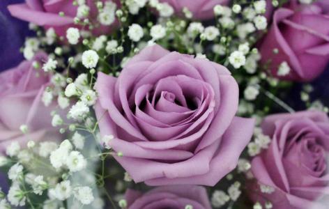 紫玫瑰花图片 紫玫瑰花语