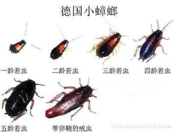 蟑螂的危害与防治 蟑螂危害及防制措施