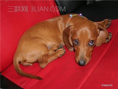 腊肠犬怎么训练 腊肠犬怎么美容