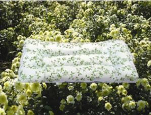 菊花枕头的功效与作用 菊花枕头有什么功效