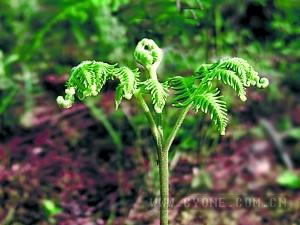 蕨菜栽培 蕨菜如何进行保护地栽培