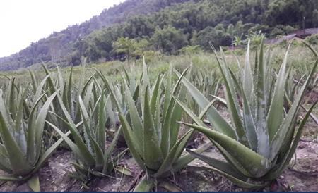 芦荟的养护 芦荟的种植养护