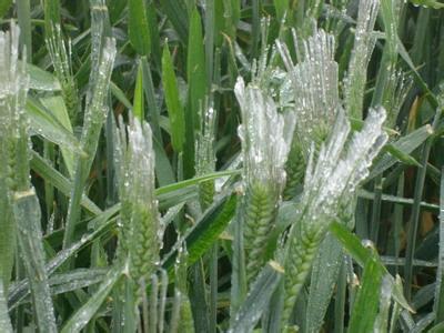 小麦常见病虫害防治 小麦防冻及病虫害防治技巧