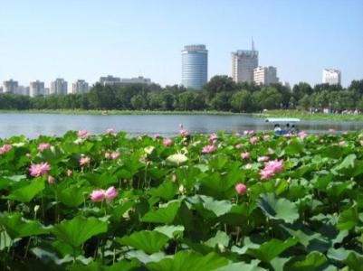 北京莲花池公园 莲花池公园